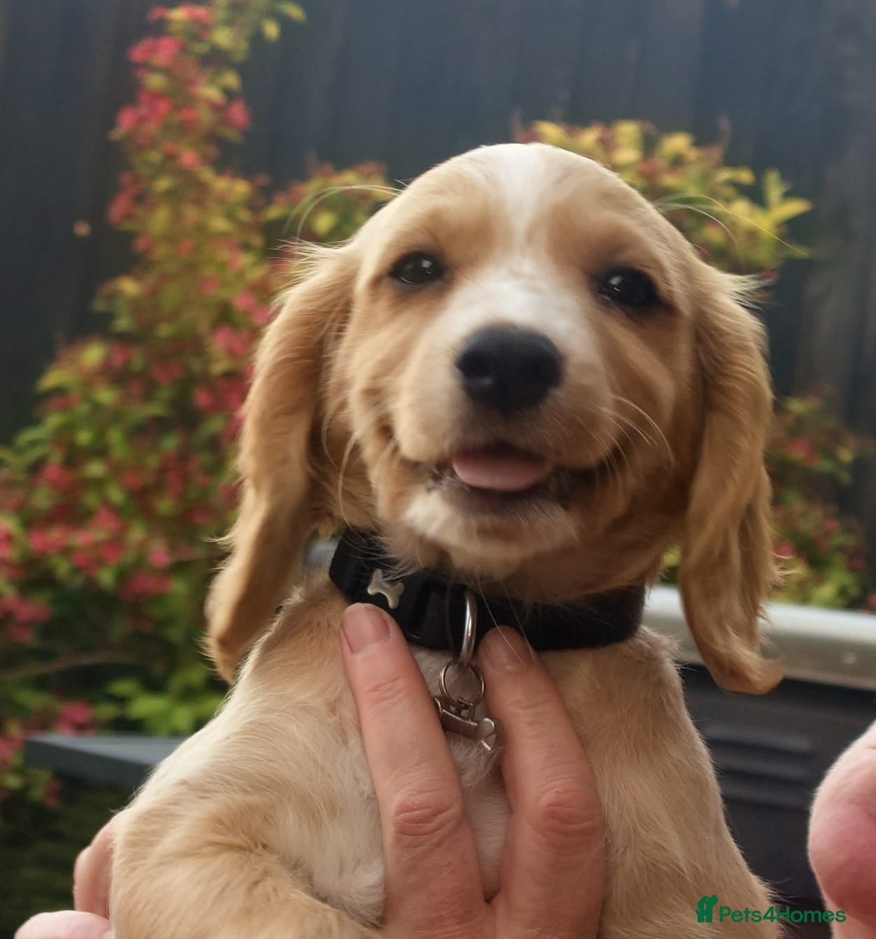 Cocker Spaniel dogs Ready to leave lemon and white kc registered girl - Advert 1