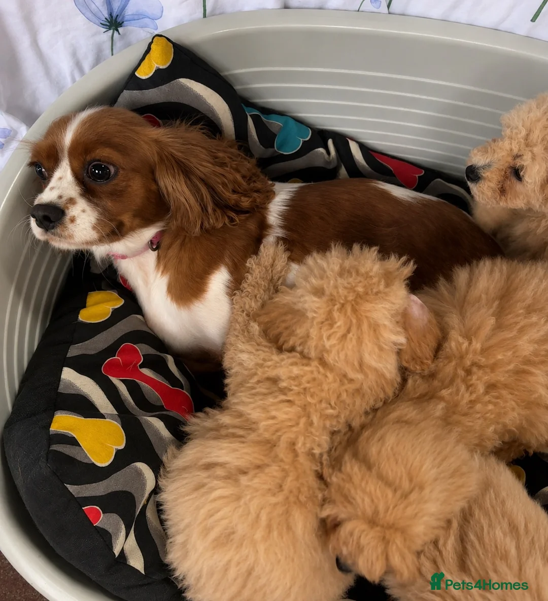 Cavapoo dogs for sale: Beautiful cavapoo puppies 🐶 in Maidstone - Advert 5