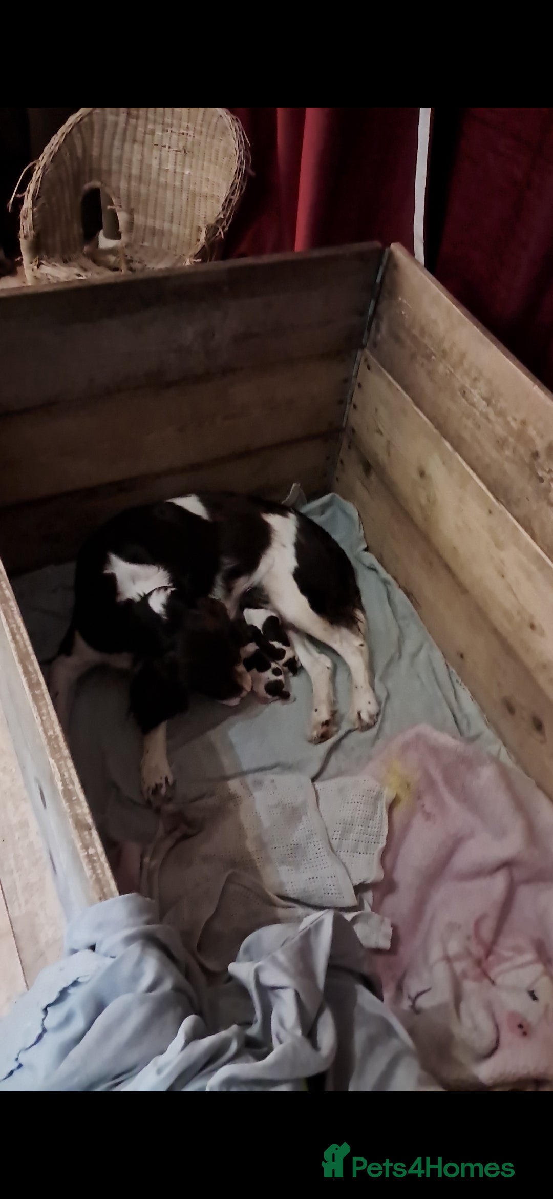 English Springer Spaniel dogs for sale: Stunning English springer spaniels for Sale - Image 10
