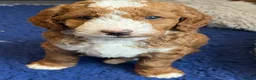 Goldendoodle dogs for sale: 🐶❤️Australian double doodles❤️🐶Waiting List - Advert 11