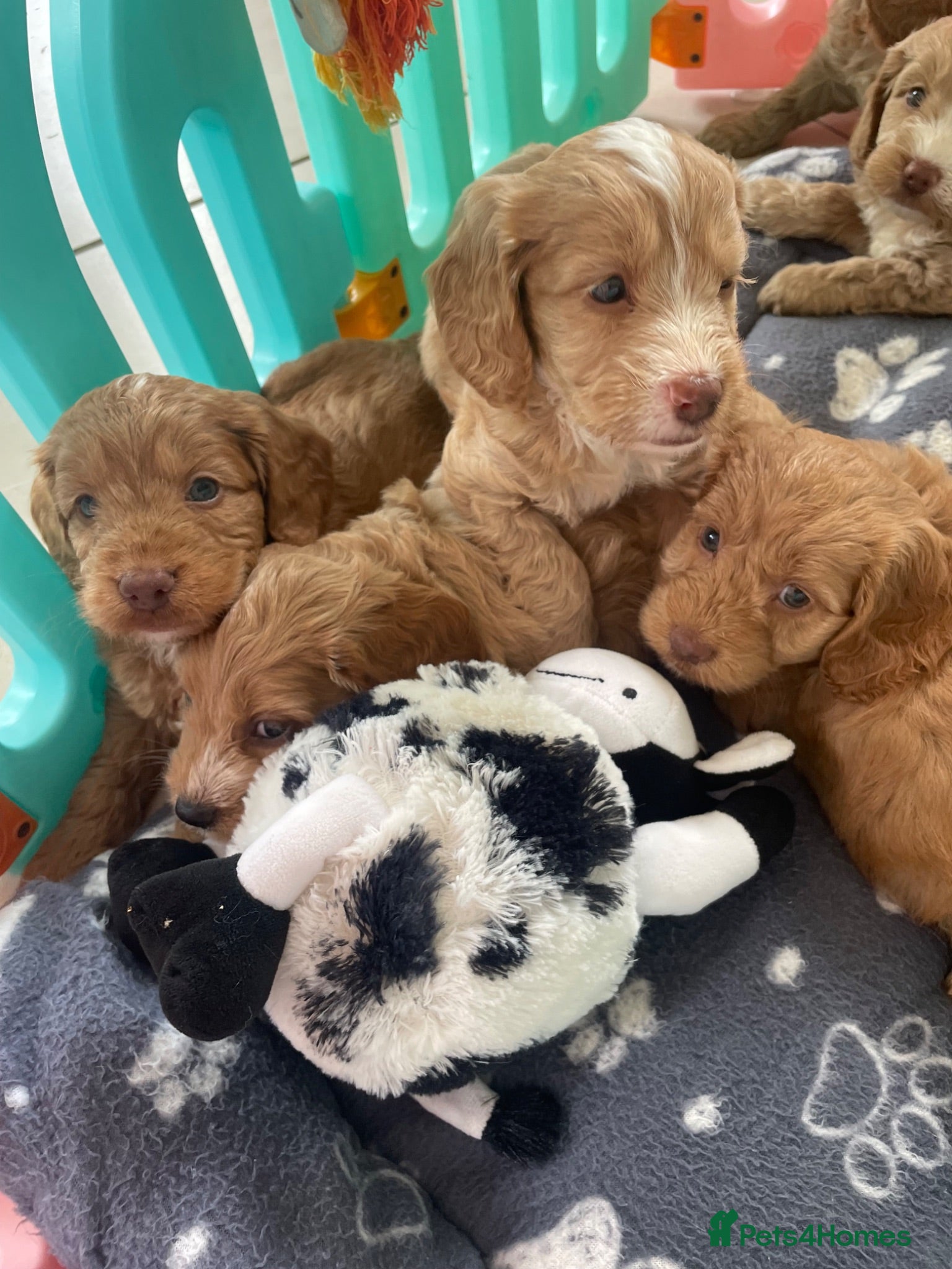 Cockapoo dogs SHOW TYPE MINIATURE F1 COCKAPOO PUPPIES - Advert 2