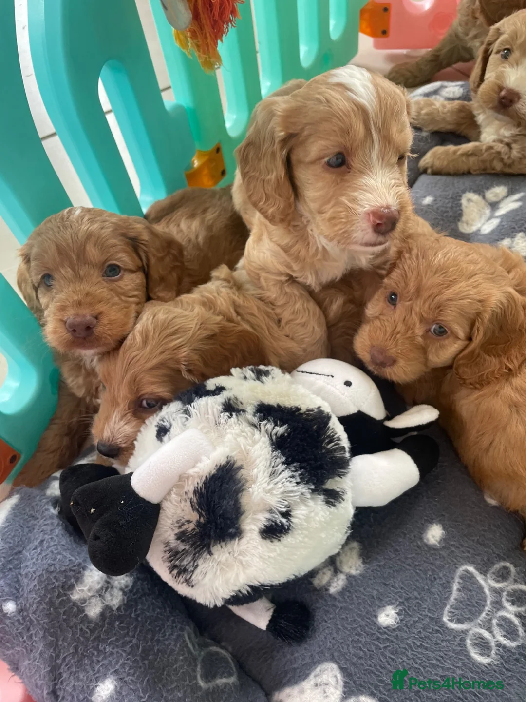 Cockapoo dogs for sale: SHOW TYPE MINIATURE F1 COCKAPOO PUPPIES - Advert 2