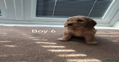 Cockapoo dogs - Advert 12