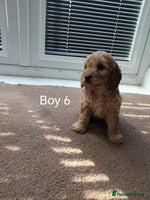 Cockapoo dogs - Advert 12