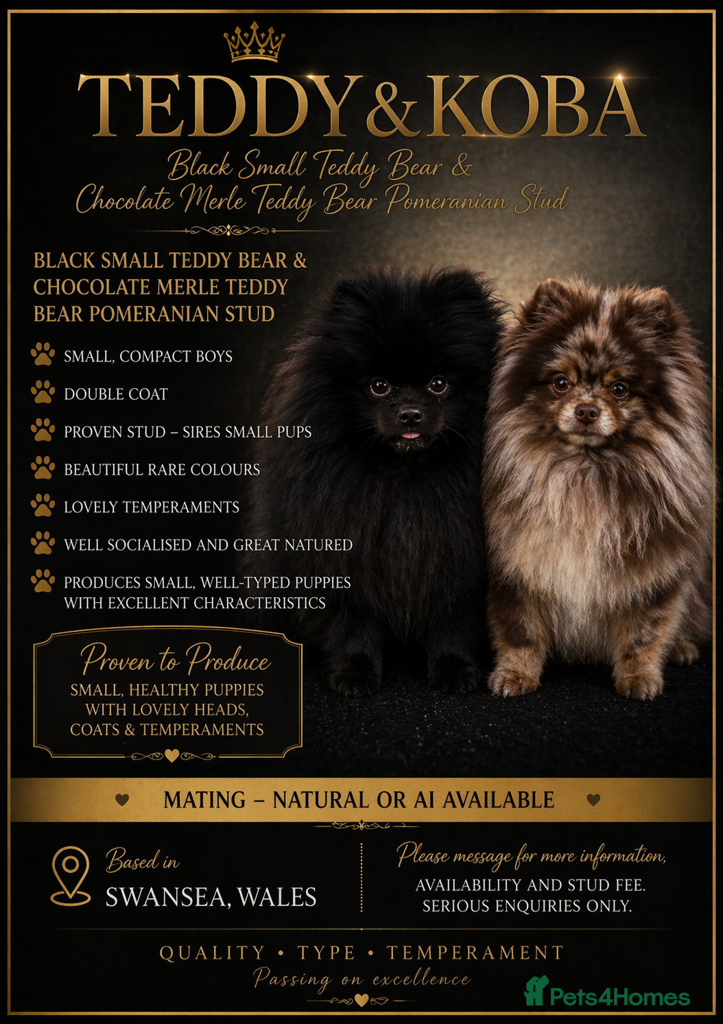 Pomeranian dogs top quality 5kg/3kgstud!chocolatemerle&fullblack🔥 - Advert 10
