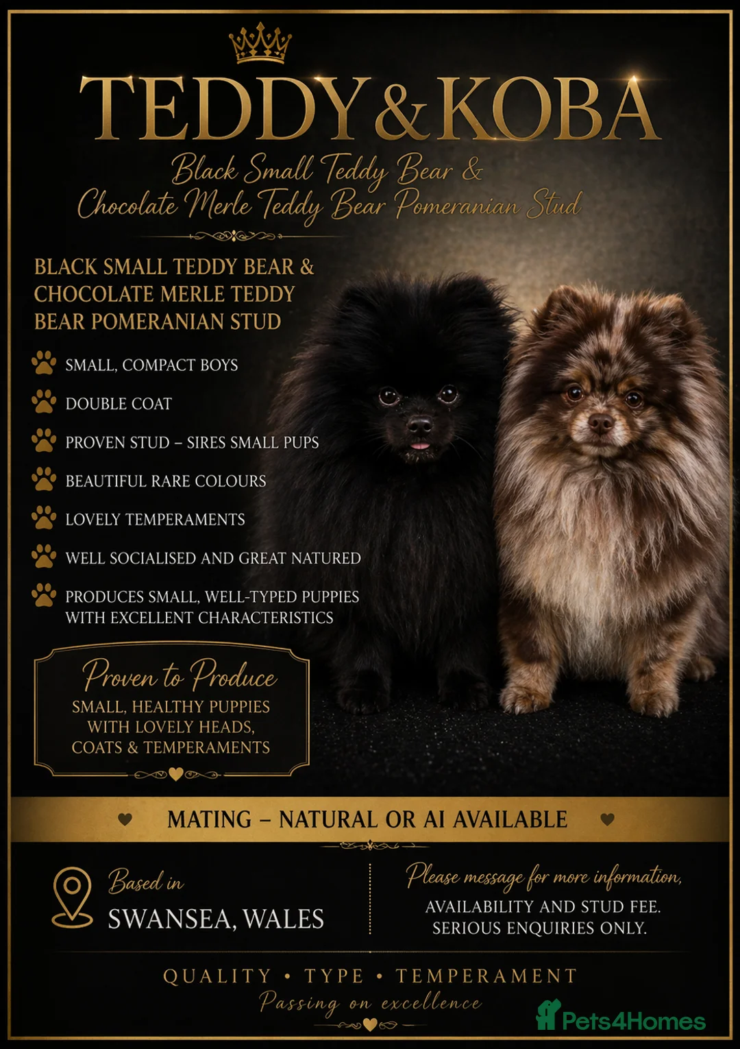 Pomeranian dogs for stud: top quality 5kg/3kgstud!chocolatemerle&fullblack🔥 - Advert 1