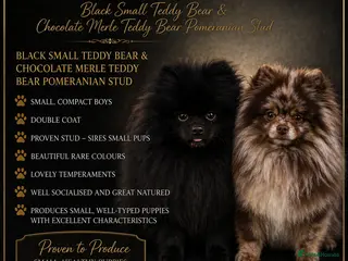 Pomeranian dogs top quality 5kg/3kgstud!chocolatemerle&fullblack🔥 - Advert 1