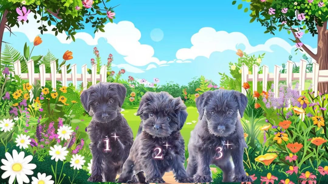 Mixed Breed dogs Council approved 5⭐️licensed breeder  - Advert 5