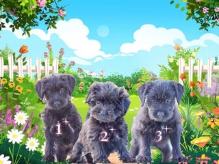 Mixed Breed dogs Council approved 5⭐️licensed breeder - Advert 5