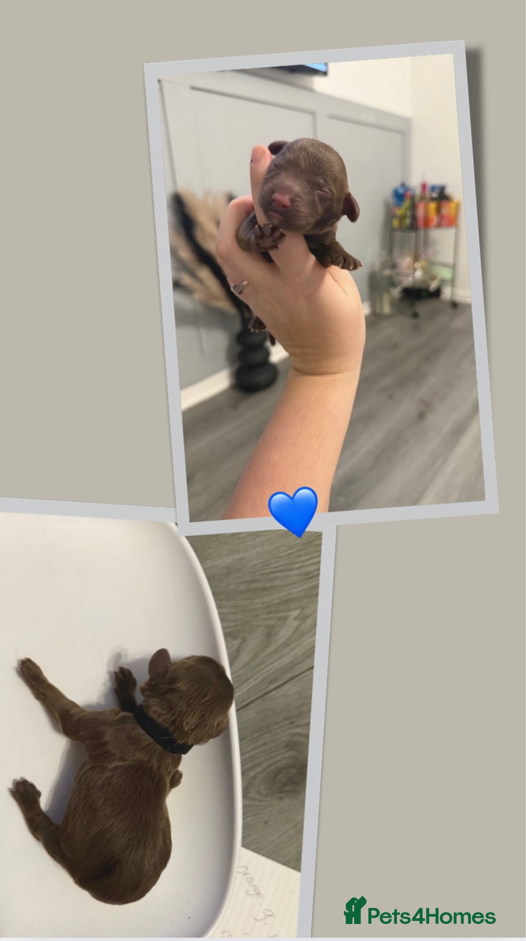 Cockapoo dogs for sale: READY  **  EVE COCKAPOO PUPS - Image 5