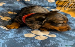 Dachshund dogs for sale: Dachshund Puppies - Image 7