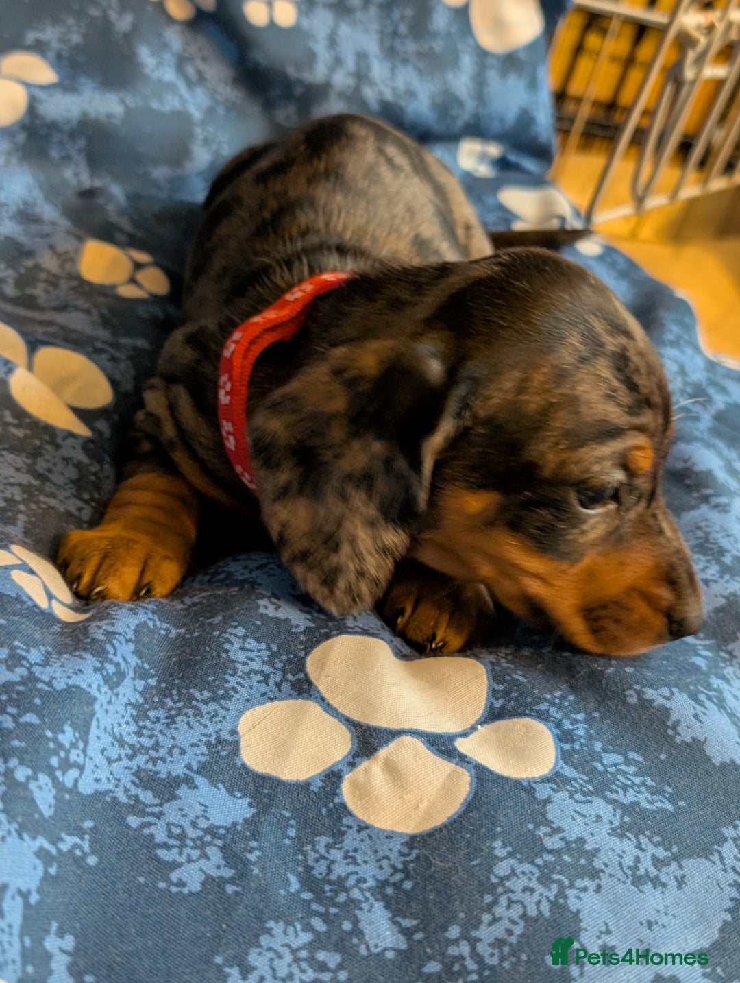 Dachshund dogs for sale: Dachshund Puppies - Image 7