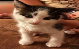 Mixed Breed cats for sale: Black and white Kittens - Image 15