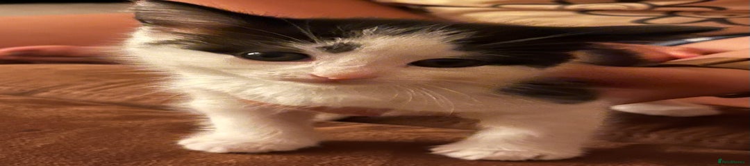 Mixed Breed Kitten 4