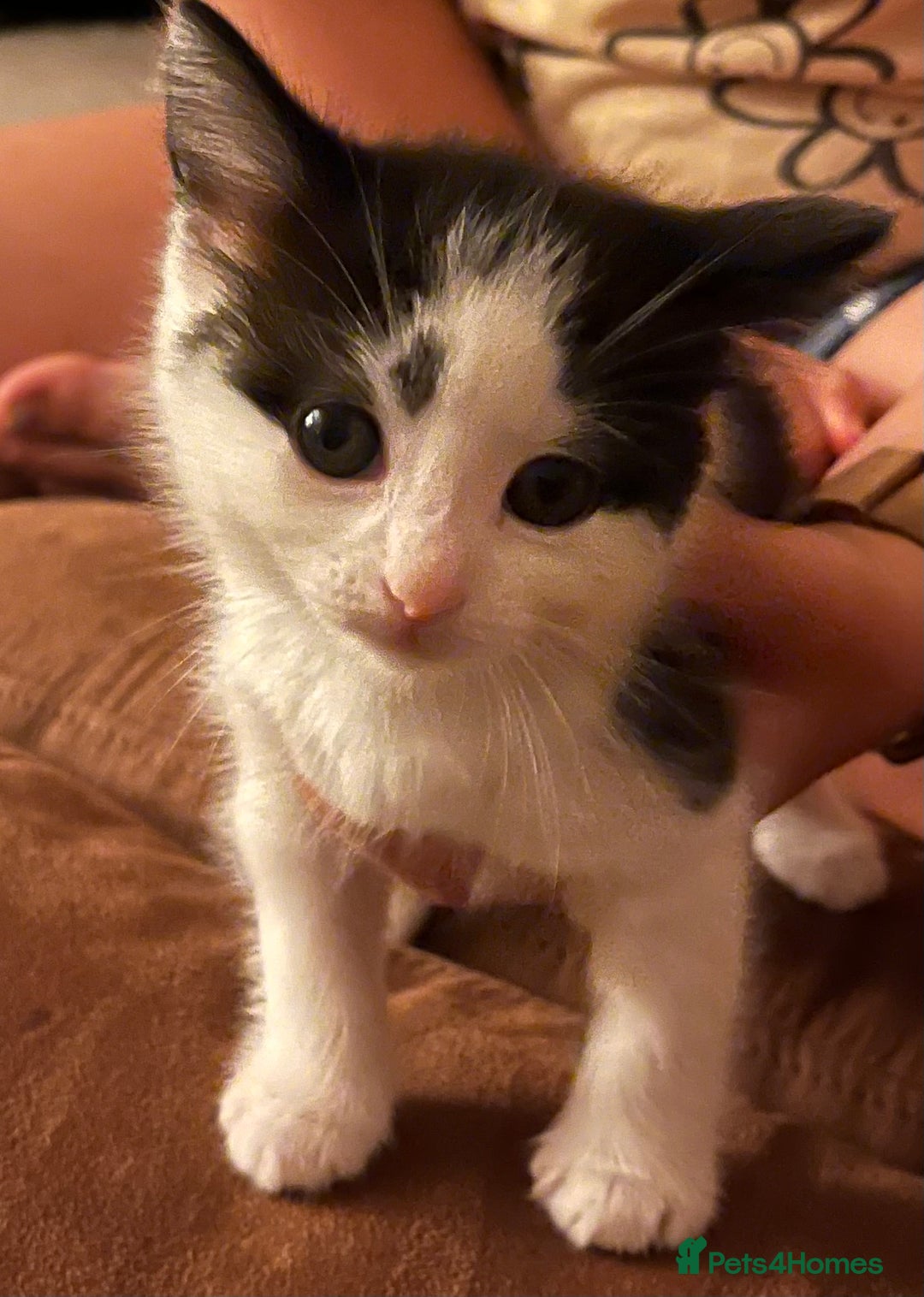Mixed Breed cats for sale: Black and white Kittens - Image 15