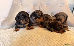 Miniature Dachshund dogs for sale: Miniature Dachshund - Advert 1