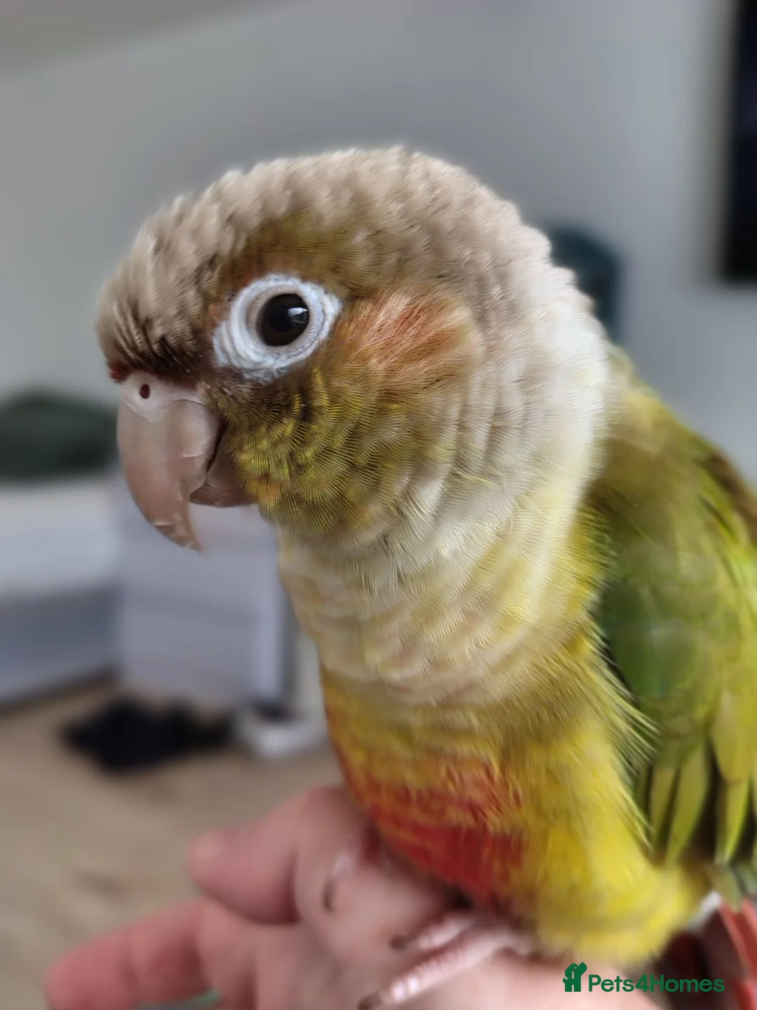 Conures birds for sale: Pineapple Conure DNA Male  in Liverpool - Advert 2