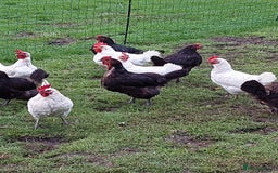 Chickens poultry for sale: Chickens  - Image 4