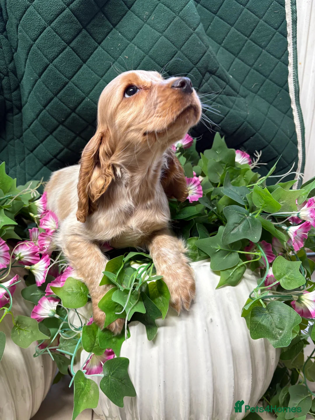 Cocker Spaniel dogs for sale: Show type cocker spaniels  - Advert 4