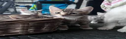 Domestic Shorthair cats for sale: Adorably 8 Week Old Fluffy Domestic Shorthairs - Advert 6
