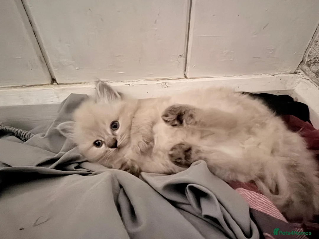 Mixed Breed cats for sale: 5 fluffy beautyful longhair ragdoll cross kitten - Advert 1