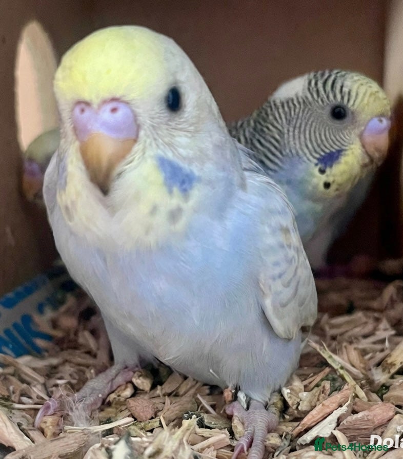 Budgerigars birds Beautiful Baby Budgies - Advert 3