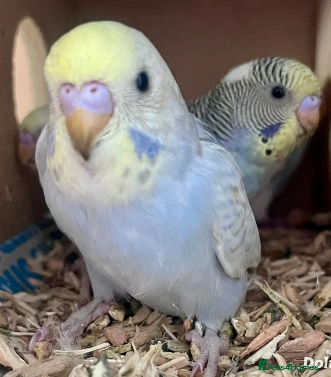 Budgerigars birds for sale: Beautiful Baby Budgies - Advert 1