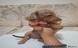 Miniature Dachshund dogs for sale: 5 miniature dachshund - Image 16