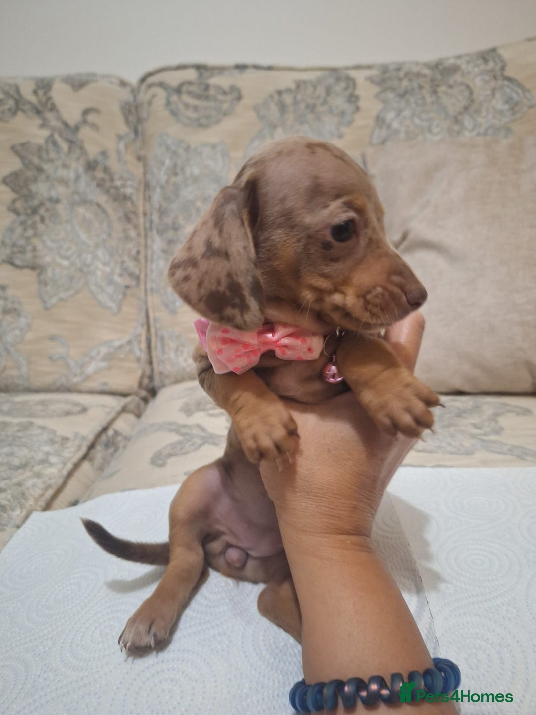 Miniature Dachshund dogs for sale: 5 miniature dachshund - Image 16