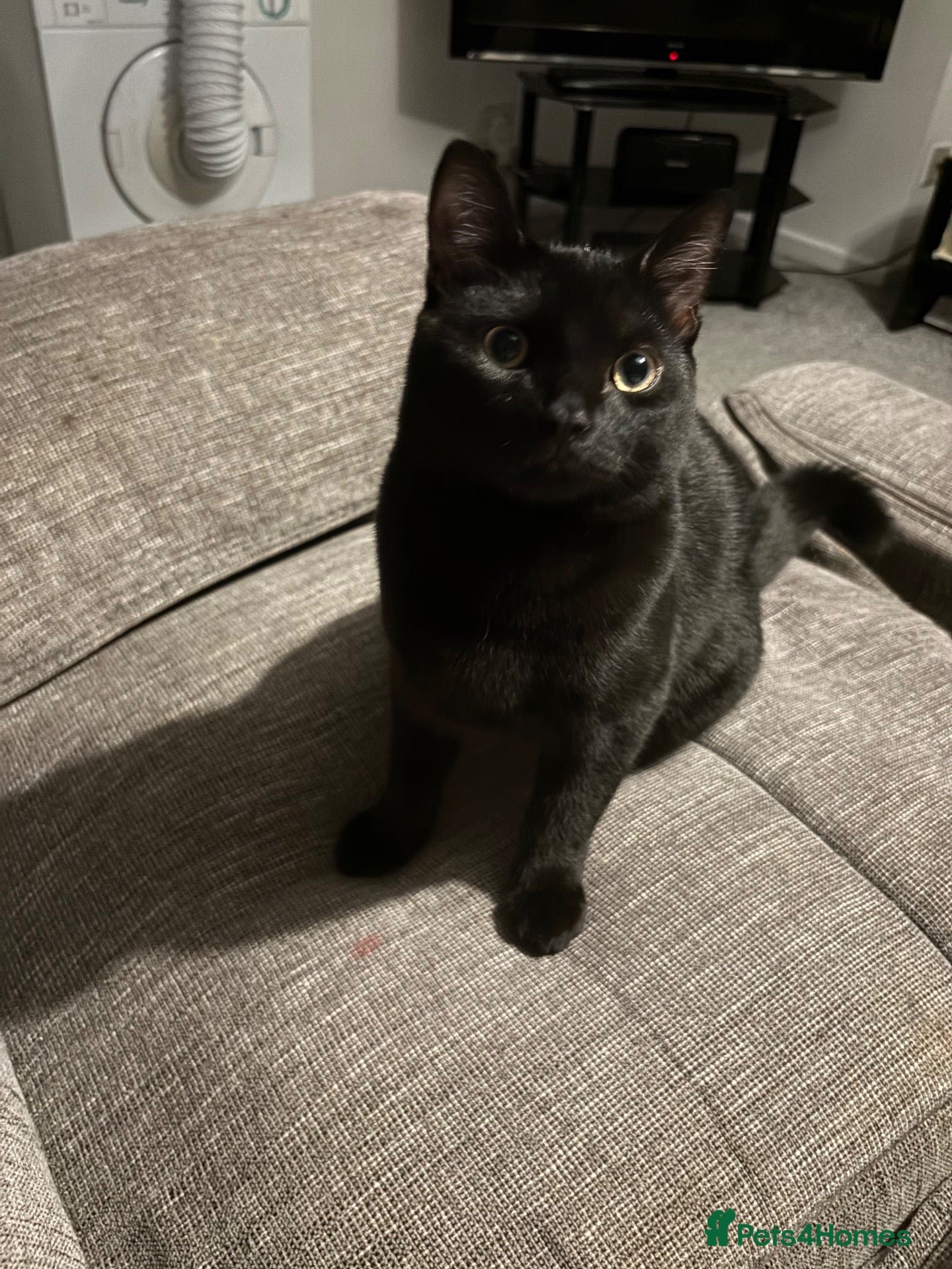 Mixed Breed cats Mr will - Advert 1