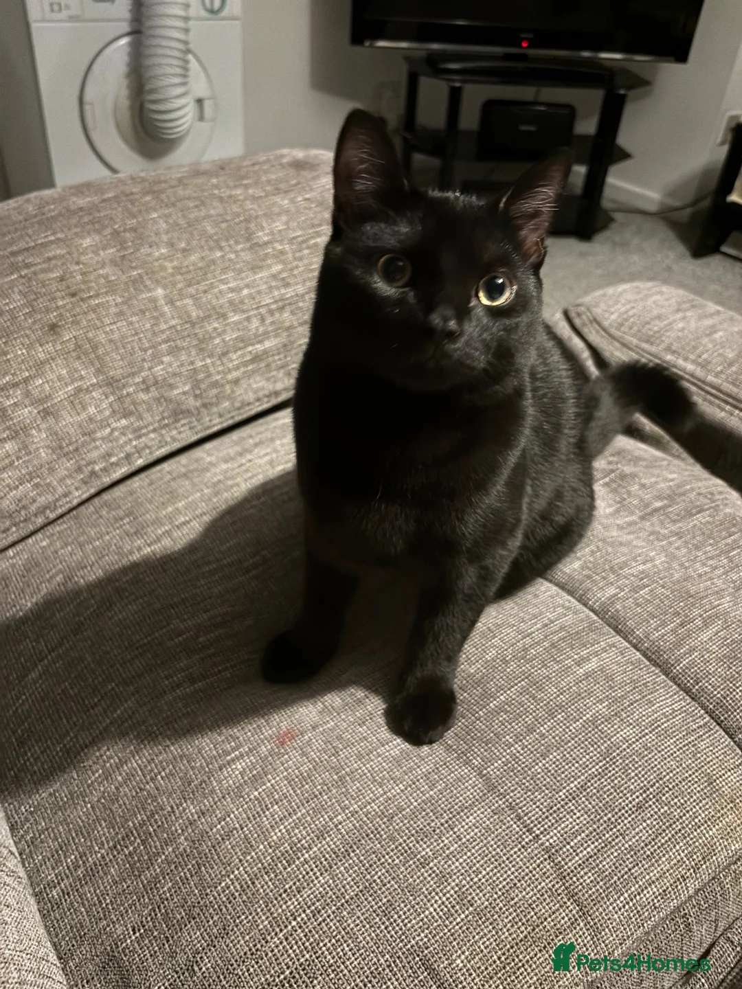 Mixed Breed cats for sale: Mr will in Stoke-on-Trent - Advert 1