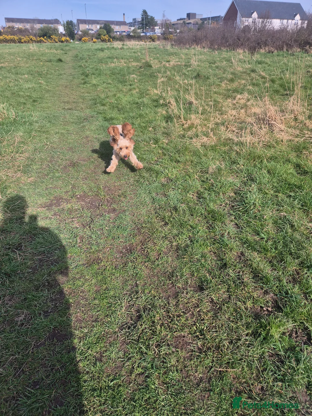 Cockapoo dogs for sale: Teddie in Bangor - Advert 2