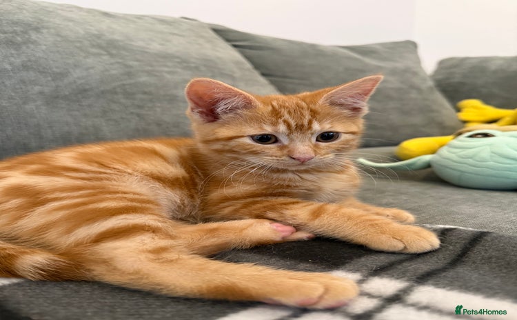 British Shorthair cats - Advert 15