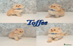 Persian cats for sale: Persian kittens 2 gorgeous boys  - Image 2