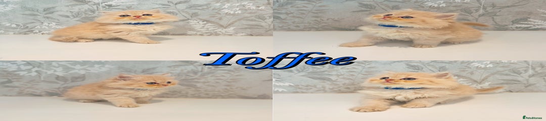 Toffee