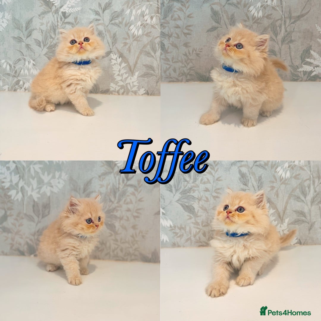 Persian cats for sale: Persian kittens 2 gorgeous boys  - Image 2