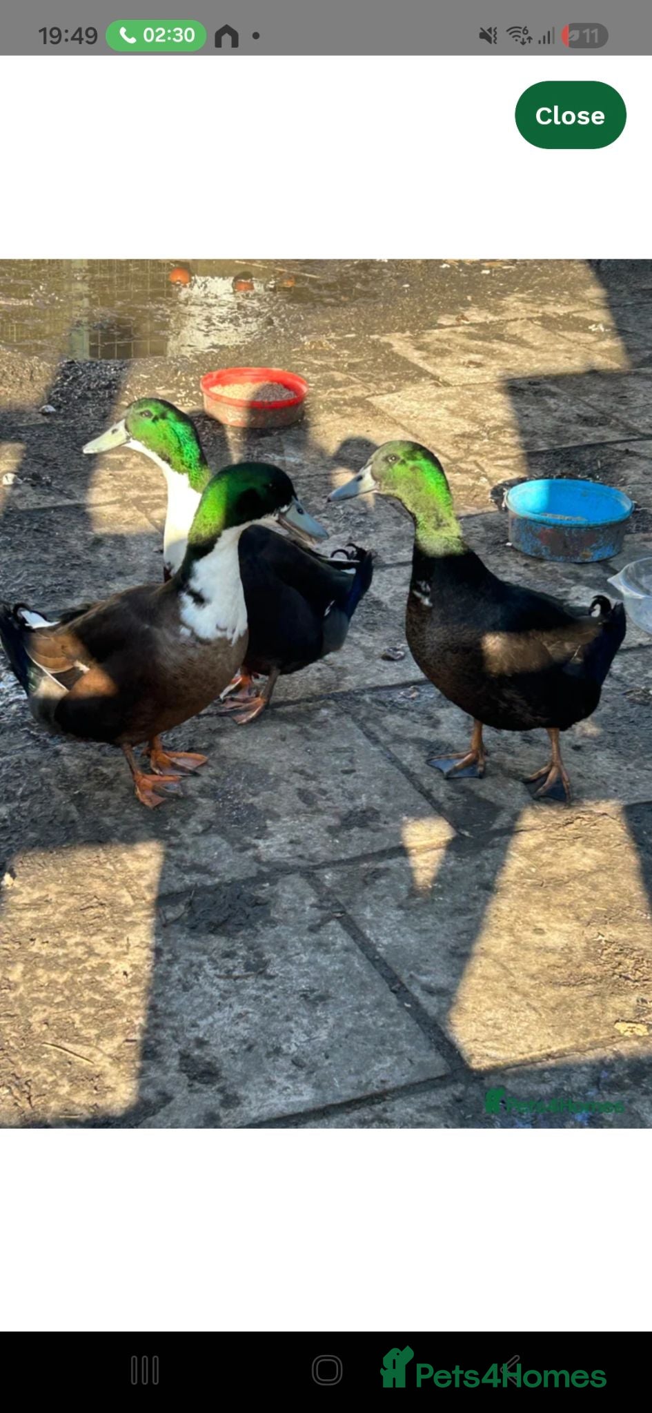 Ducks poultry 2 male ducks  - Advert 9