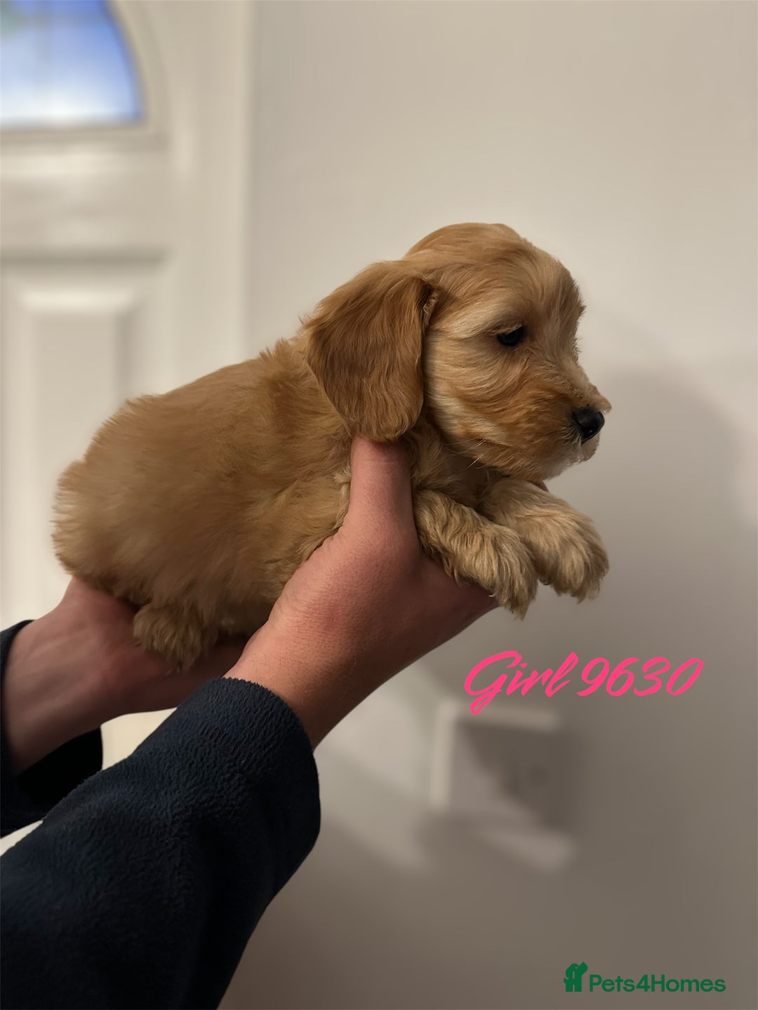 Cockapoo dogs for sale: DEEP RED COCKAPOOS READY NOW - Image 12