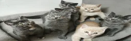 British Shorthair cats for sale: Stunning Rare Colours British Shorthair Kittens - Advert 20