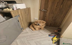 Chow Chow dogs for sale: Outstanding 3 beautiful chow pups - Image 16