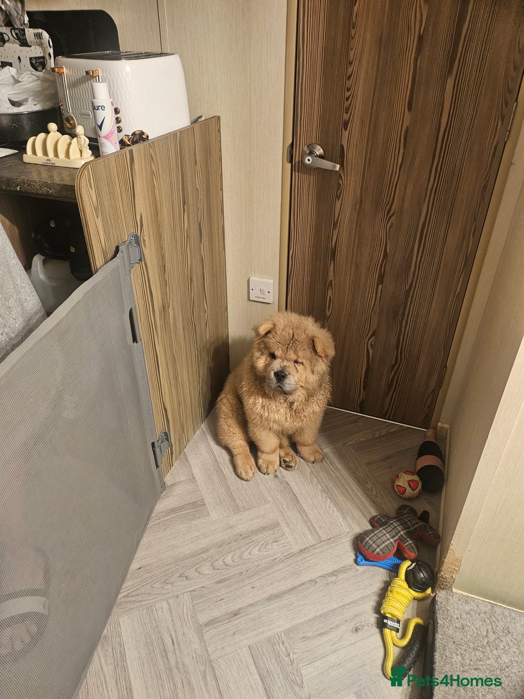 Chow Chow dogs for sale: Outstanding 3 beautiful chow pups - Image 16