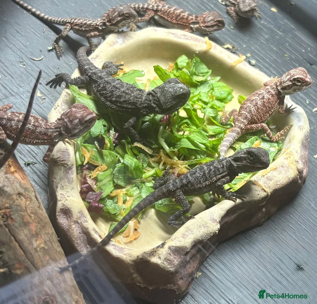 Bearded Dragon reptiles for sale: 100% red monster bearded dragon babies🐉 - Advert 2