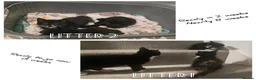 Mixed Breed cats for sale: 6 loving kittens looking for Forever homes  - Advert 2