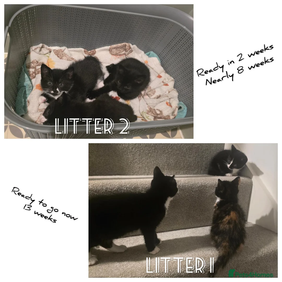 Mixed Breed cats for sale: 6 loving kittens looking for Forever homes  - Advert 2