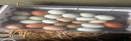 Chickens poultry for sale: 12x mixed chicken hatching eggs - Advert 5