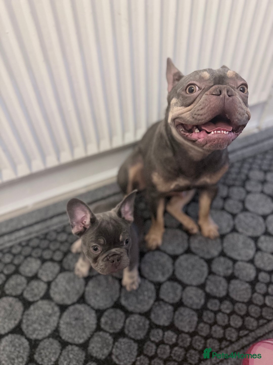 French Bulldog dogs for sale: Female French bulldog  - Advert 4