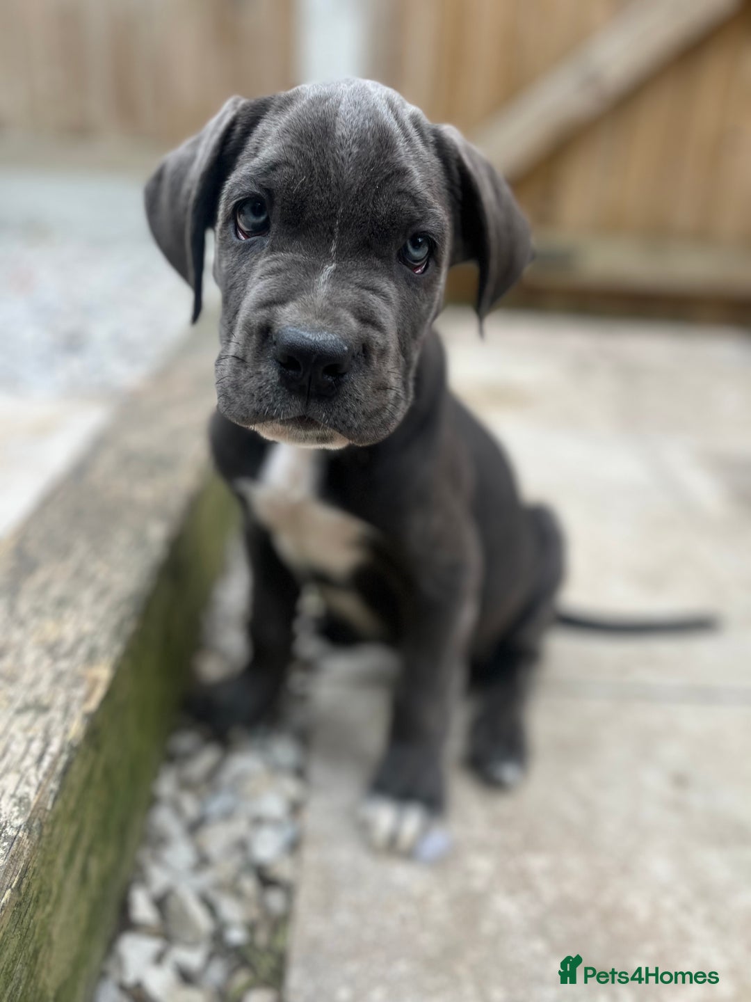 Cane Corso dogs for sale: Purebred Cane Corso puppies  - Image 40