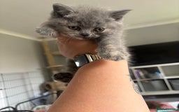 British Shorthair cats for sale: Stunning GCCF registered British shorthair kittens - Image 7