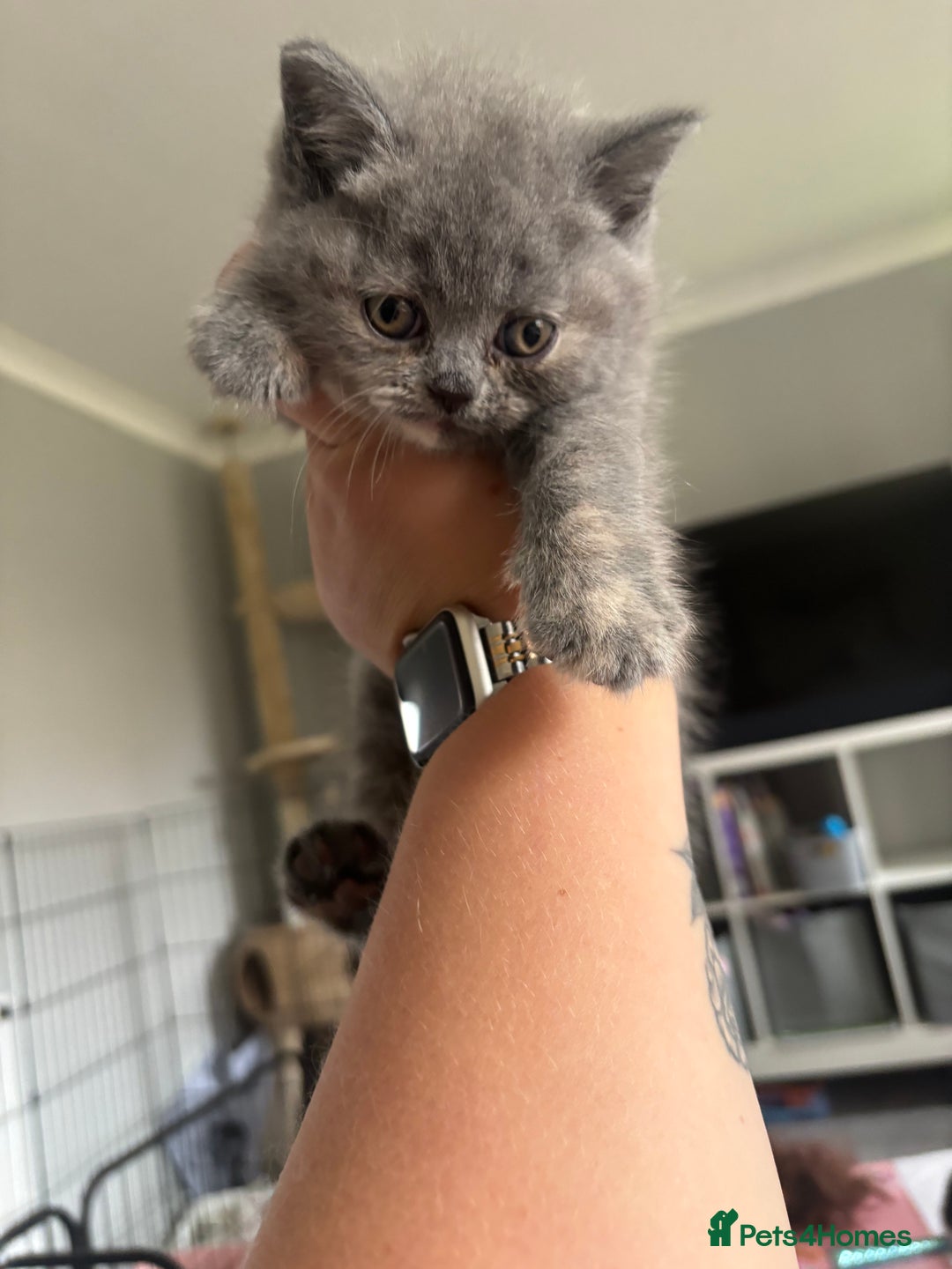British Shorthair cats for sale: Stunning GCCF registered British shorthair kittens - Image 7