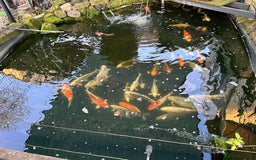 Koi Carp fish for sale: Koi Carp - Image 8